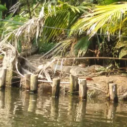 Local Bicycle Tours - Bang Buathong