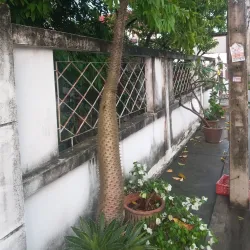 Nonthaburi Provincial Park - Bang Buathong