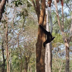 Cha-am Forest Park - Cha-am