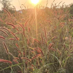 Bang Pakong River - Chachoengsao