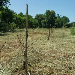 Bang Pakong River - Chachoengsao