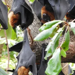 Wat Pho Bang Khla - Chachoengsao