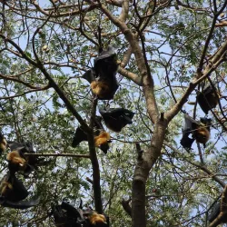 Wat Pho Bang Khla - Chachoengsao