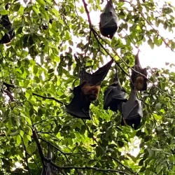 Wat Pho Bang Khla - Chachoengsao