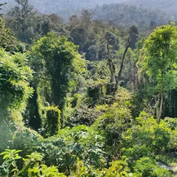 Bua Thong Sticky Waterfalls - Chiang Mai