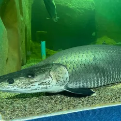 Chiang Mai Zoo and Aquarium - Chiang Mai