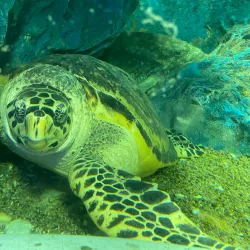 Chiang Mai Zoo and Aquarium - Chiang Mai