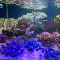 Chiang Mai Zoo and Aquarium - Chiang Mai