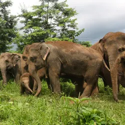 Elephant Nature Park - Chiang Mai