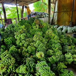 Elephant Nature Park - Chiang Mai