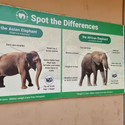 Elephant Nature Park - Chiang Mai