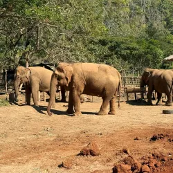 Elephant Nature Park - Chiang Mai