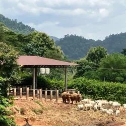 Elephant Nature Park - Chiang Mai