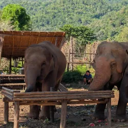Elephant Nature Park - Chiang Mai