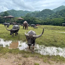 Elephant Nature Park - Chiang Mai