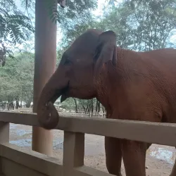 Elephant Nature Park - Chiang Mai