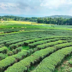 Singha Park - Chiang Rai