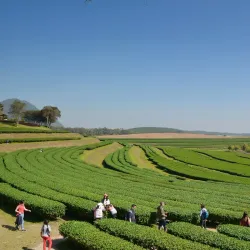 Singha Park - Chiang Rai