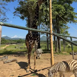 Singha Park - Chiang Rai