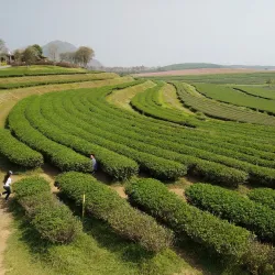 Singha Park - Chiang Rai