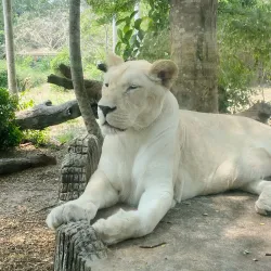 Khao Kheow Open Zoo - Chon Buri