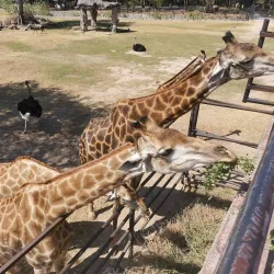 Khao Kheow Open Zoo - Chon Buri