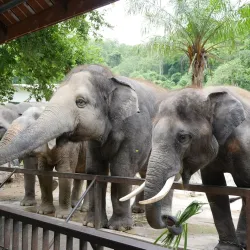 Khao Kheow Open Zoo - Chon Buri