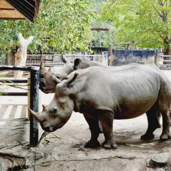 Khao Kheow Open Zoo - Chon Buri