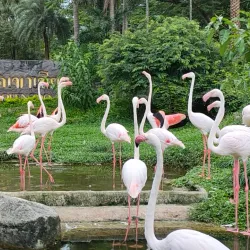 Khao Kheow Open Zoo - Chon Buri