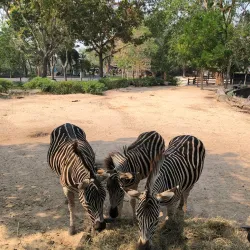 Khao Kheow Open Zoo - Chon Buri