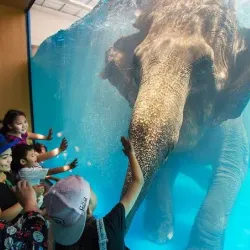 Khao Kheow Open Zoo - Chon Buri