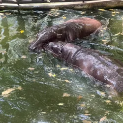 Khao Kheow Open Zoo - Chon Buri