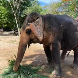 Sanctuary of Truth - Chon Buri