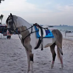 Hua Hin Beach - Hua Hin