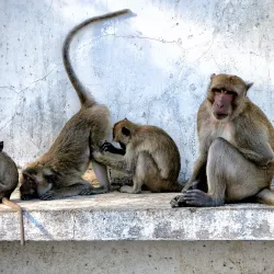 Khao Takiab (Chopsticks Hill) - Hua Hin