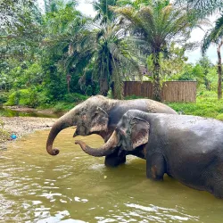 Khao Lak Elephant Sanctuary - Khao Lak