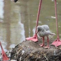 Khon Kaen Zoo - Khon Kaen