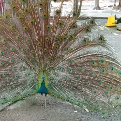 Khon Kaen Zoo - Khon Kaen