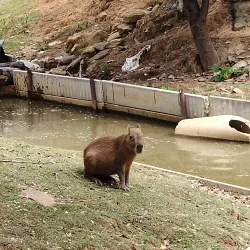 Khon Kaen Zoo - Khon Kaen