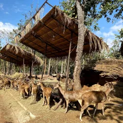 Khon Kaen Zoo - Khon Kaen