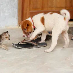 Lanta Animal Welfare - Koh Lanta