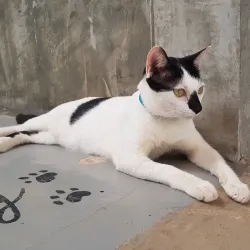 Lanta Animal Welfare - Koh Lanta