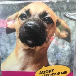 Lanta Animal Welfare - Koh Lanta