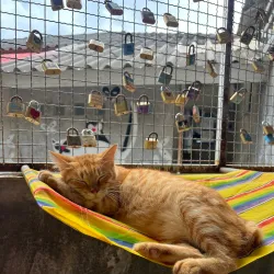 Lanta Animal Welfare - Koh Lanta