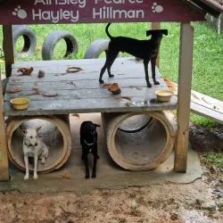 Lanta Animal Welfare - Koh Lanta