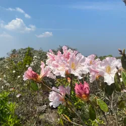 Phu Luang Wildlife Sanctuary - Loei