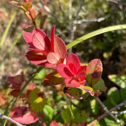 Phu Luang Wildlife Sanctuary - Loei