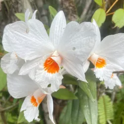 Phu Luang Wildlife Sanctuary - Loei