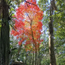 Phu Luang Wildlife Sanctuary - Loei