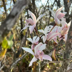 Phu Luang Wildlife Sanctuary - Loei